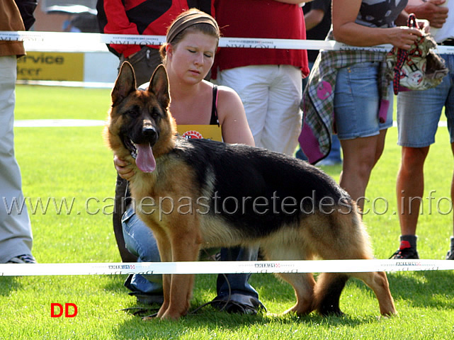 brenda-team-agrigento-vv4-nwkl-h.jpg - Cucciolone femmine (NWKL H): Brenda Team Agrigento 4 vv