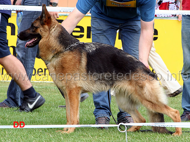 eviana-von-der-kleinen-ranch-V13-ghkl-h.jpg - Lavoro femmine (GHKL H):  Eviana von der kleinen Ranch V13