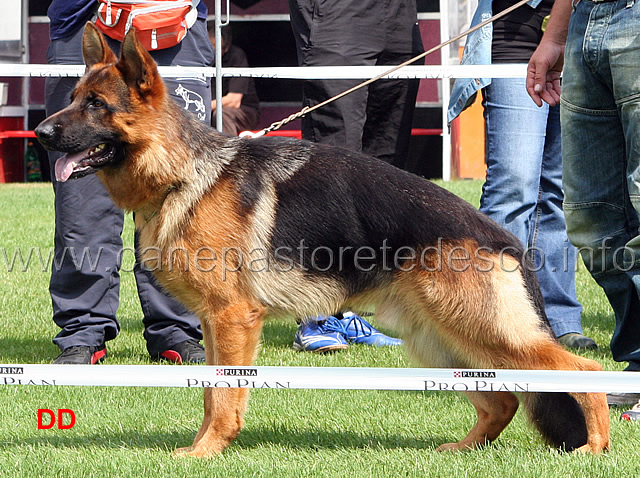 frisby-vom-stieglerhof-sg4-jkl-r.jpg - Giovanissimi maschi (JKL R): Frisby vom Stieglerhof SG 4