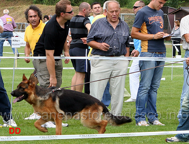 frisby-vom-stieglerhof.jpg - Giovanissimi maschi (JKL R): Frisby vom Stieglerhof