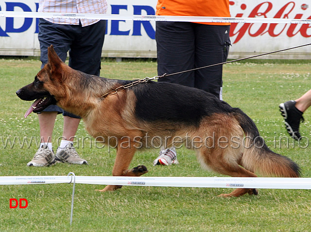 morris-von-honduras.jpg - Giovanissimi maschi (JKL R): Morris von Honduras