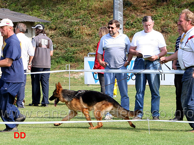 nwkl-h-rumba-dei-verdi-colli.jpg - Cucciolone femmine (NWKL H): Rumba dei Verdi Colli