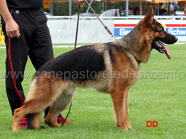 xavier-von-der-piste-trophe-sg7-jhkl-r.jpg - Giovani maschi (JHKL R): Xavier von der Piste Trophe SG 7