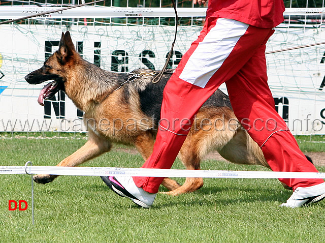 yale-von-wilhendorf-02.jpg - Giovanissime femmine (JKL H): Yale von Wilhendorf