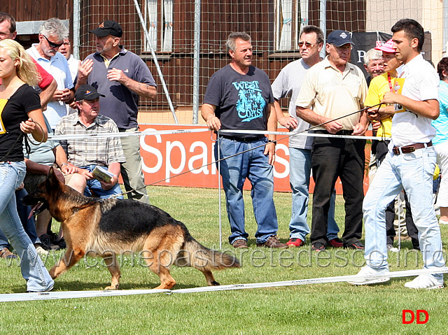 zora-vom-riedschlurgi-02.jpg - Lavoro femmine (GHKL H) Zora vom Riedschlurgi