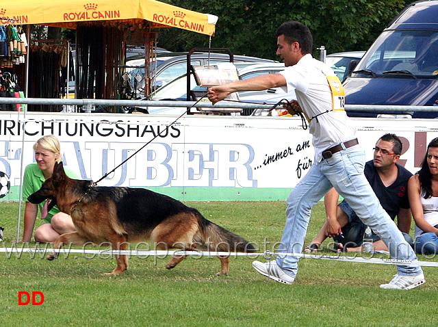 zora-vom-riedschlurgi-05.jpg - Lavoro femmine (GHKL H) Zora vom Riedschlurgi