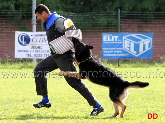 duca-vom-spitzbubezwinger-11.jpg - Duca vom Spitzbubezwinger C 18 punti