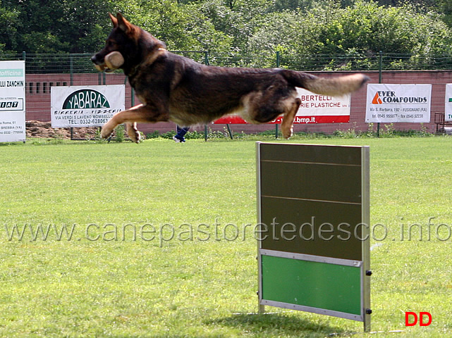 gordan-vom-wolfsblick05.jpg - Gordan vom Wolfsblick B punti 97