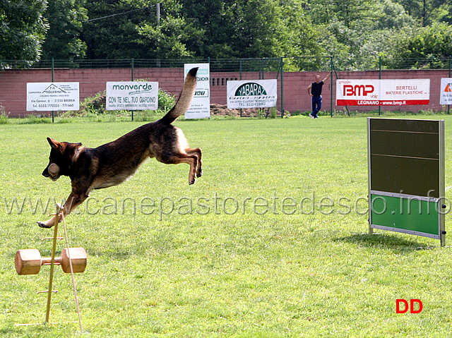 gordan-vom-wolfsblick06.jpg - Gordan vom Wolfsblick B punti 97