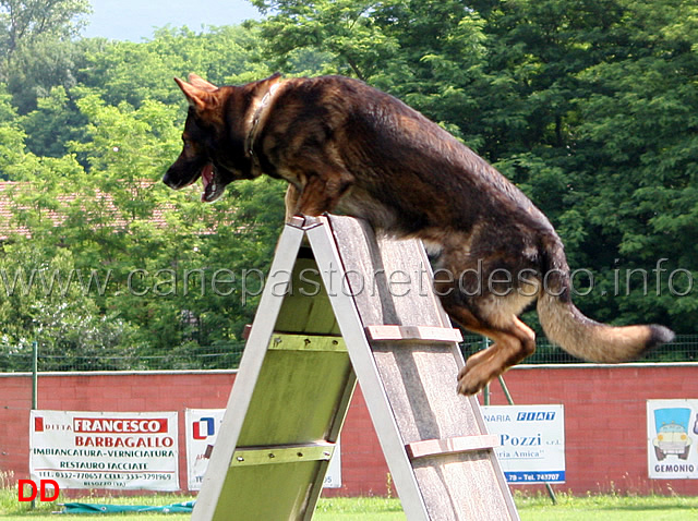 gordan-vom-wolfsblick07.jpg - Gordan vom Wolfsblick B punti 97