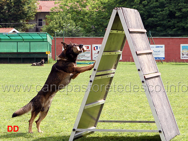 gordan-vom-wolfsblick08.jpg - Gordan vom Wolfsblick B punti 97