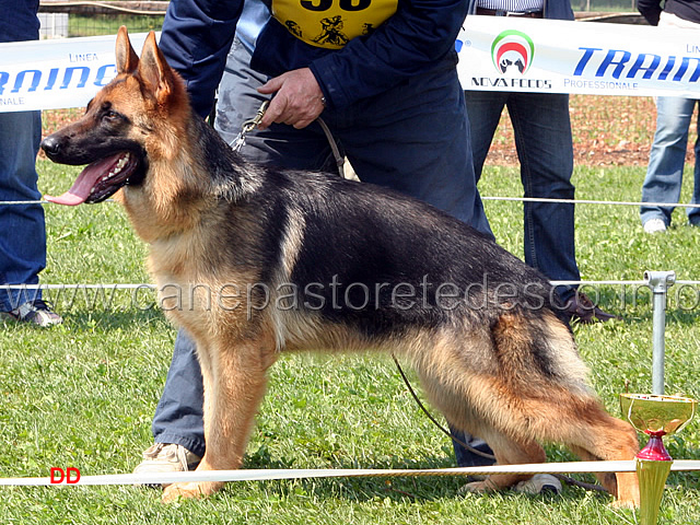 025.jpg - Juniores femmine 2 Zorba di Ca' San Marco