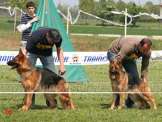 058.jpg - Giovanissime femmine Oxa dell'Ertanova e Tina Geranianhoff