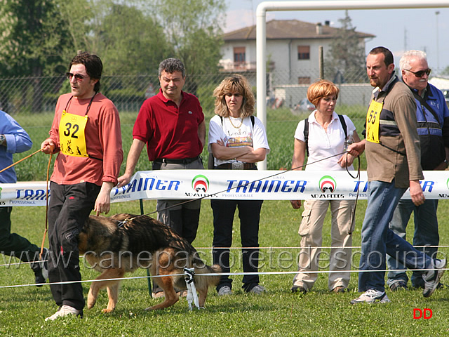 074.jpg - Giovanissimi maschi  Horso dei Colli Storici