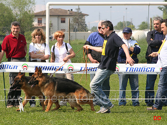 076.jpg - Giovanissimi maschi Olex dell'Ertanova e Box di Camporeale