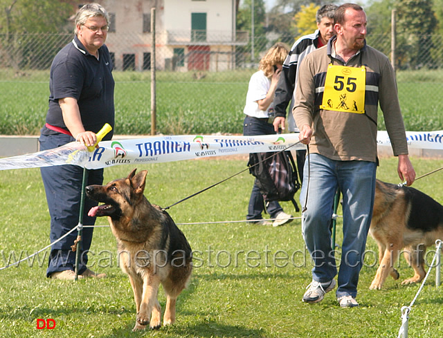 085.jpg - Giovanissimi maschi Horso dei Colli Storici