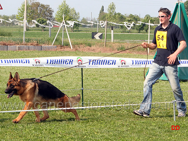 105.jpg - Giovani maschi Sarko di Casa Beggiato