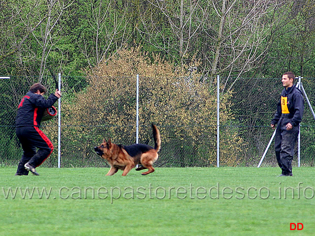 068.jpg - IPO3 Mike del Catone. Attacco al cane durante la condotta da dietro