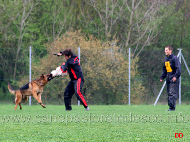 069.jpg - IPO3 Mike del Catone. Attacco al cane durante la condotta da dietro