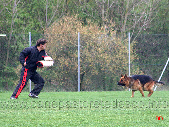 109.jpg - IPO3  Mutz (detto Ax). Attacco al cane durante la condotta da dietro