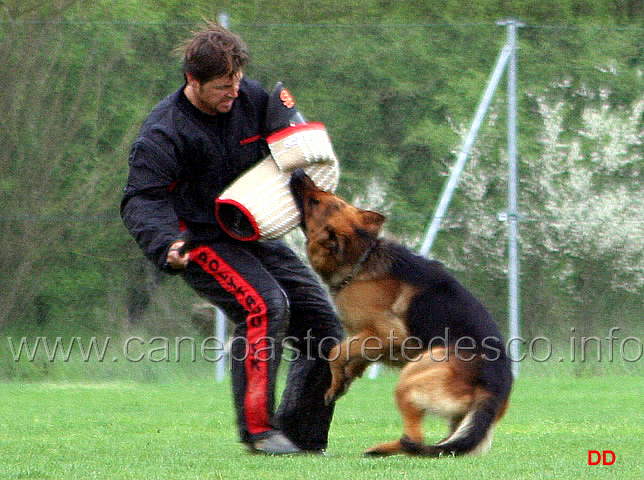 114.jpg - IPO3  Mutz (detto Ax). Attacco al cane durante la condotta da dietro