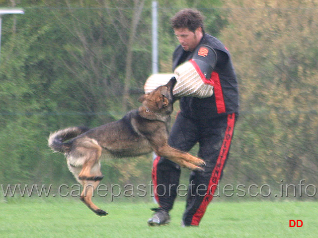 123.jpg - IPO2  Lami Layut. Attacco al cane durante il tentativo di fuga