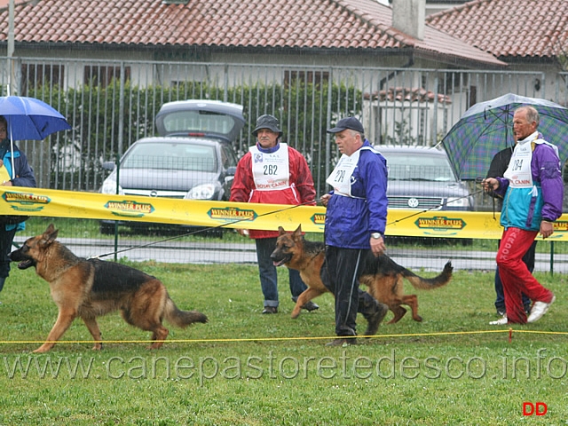 040.jpg - Classe Cuccioloni maschi Gerryval Alexander e Nero di Bel Poggio