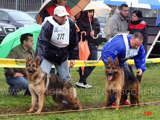 046.jpg - Giovanissime femmine Hivy dei Colli Storici e Diva von Asics