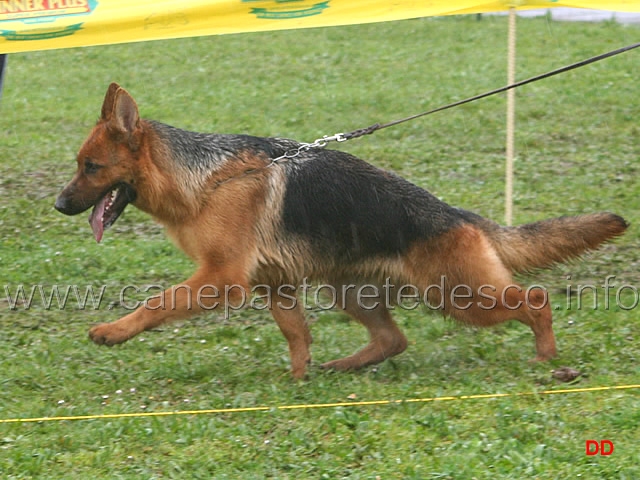 074.jpg - Giovani femmine 1 Guia dei Colli di Uzzano