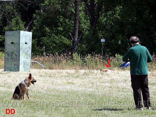 bessy-del.murnighello-IPO1.jpg - Mario Citterio con Bessy del Murnighello  IPO1 fase B (sullo sfondo King: "a 11 anni mi fate fare il cane in bianco..e io mi rotolo nell'erba...")