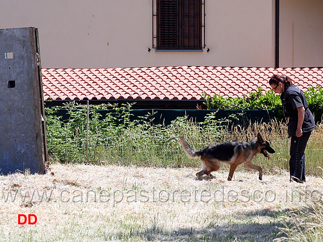 martina-vidulich-con-zoe-dell-alpe-adria-IPO1-10.jpg - Martina Vidulich con Zoe dell'Alpe Adria IPO1 fase C