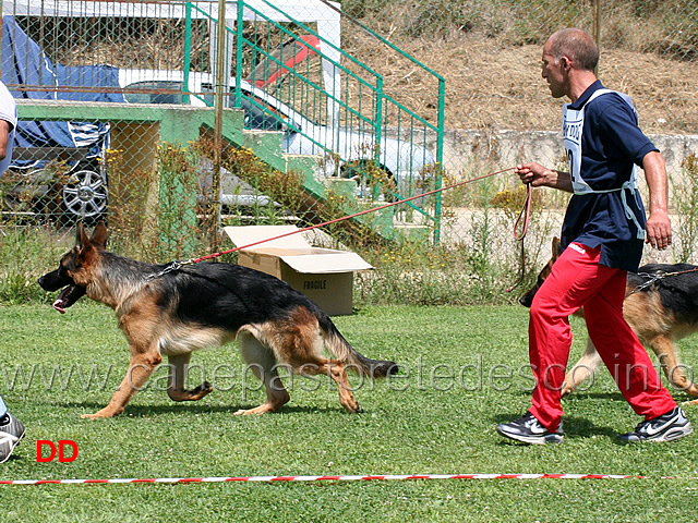 cuccioloni-maschi-arko.jpg - Cuccioloni maschi Arko