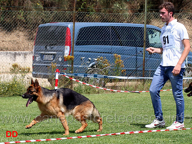 cuccioloni-maschi-paco-degli-achei.jpg - Cuccioloni maschi Paco degli Achei 