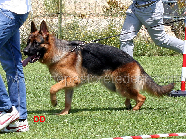 cuccioloni-maschi-yerom.jpg - Cuccioloni maschi Yerom 