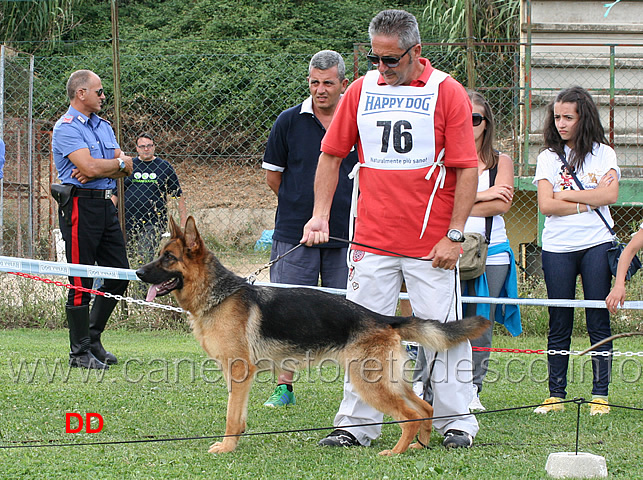 giovanissime-femmine-fedra-della-val-sangro.jpg - Giovanissime femmine Fedra della Val Sangro 