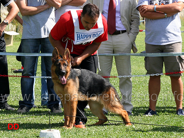 juniores-femmine-vanda-della-genia-osca.jpg - Juniores femmine. Vanda della Genia Osca