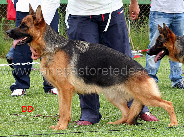 vanda-di-casa-beggiato-03.jpg - Giovanissime femmine 10 MB Vanda di Casa Beggiato 