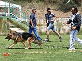 cuccioloni-maschi-zoltan-dei-lupi-di-mare