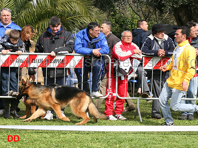 cico-di-casa-nobili.jpg - Classe Giovanissimi maschi Cico di Casa Nobili