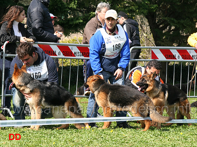 corona-di-casa-rosy-leska-villa-dei-cedri-ines-di-camporeale.jpg - Corona di Casa Rosy 9 MP, Leska della Villa dei Cedri 10 MP e Ines di Camporeale 11 MP Juniores femmine