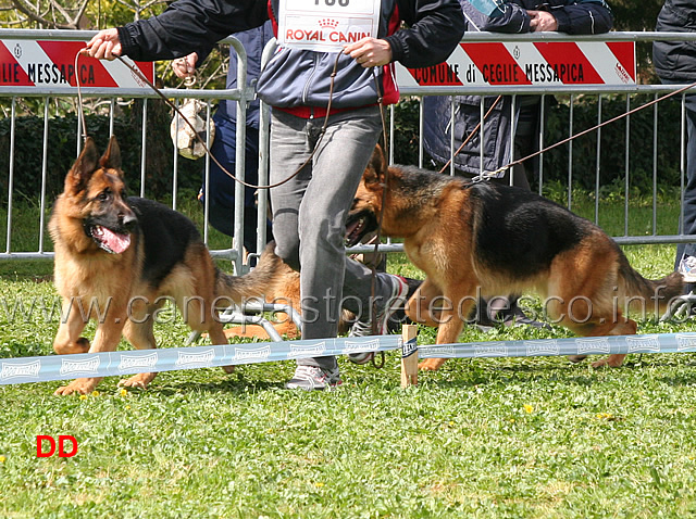 dawa-dell-isolotto-e-verga-del-rione-antico.jpg - Dawa dell'Isolotto 5 MB E Verga del Rione Antico 4 MB Cucciolone femmine