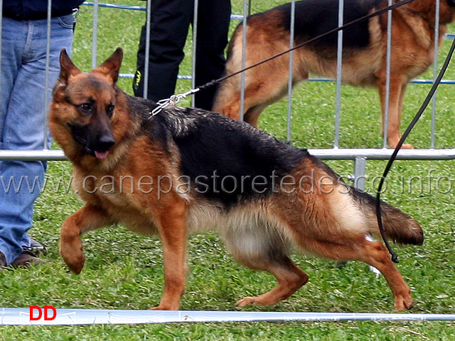 fina-dell-alto-pino.jpg - Classe Giovani femmine Fina dell'Alto Pino