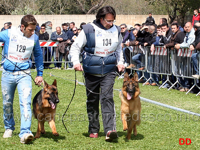 sally-di-catacium-e-stella-vom-grafenbrunn.jpg - Stella vom Grafenbrunn e Sally di Catacium