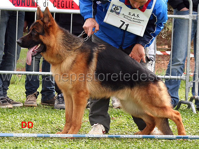 ulivo-del-rione-antico-06.jpg - Ulivo del Rione Antico 1 MB Giovanissimi maschi