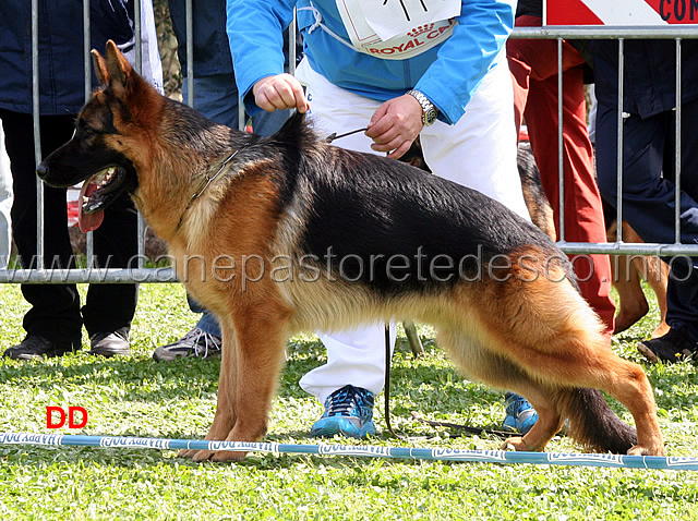 vitor-di-casa-adamo-08.jpg - Vitor di Casa Adamo 1 MB Cuccioloni maschi