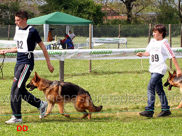 akita-dell-isolotto.jpg - Giovanissime femmine Akita dell'Isolotto