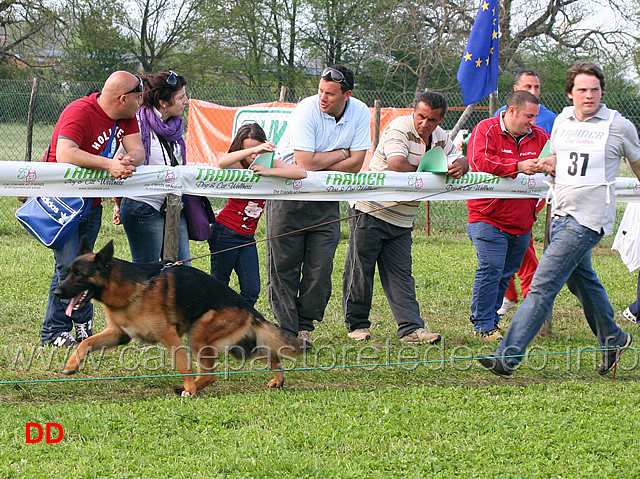 clark-di-casa-lupo.jpg - Giovani maschi Clark di Casa Lupo