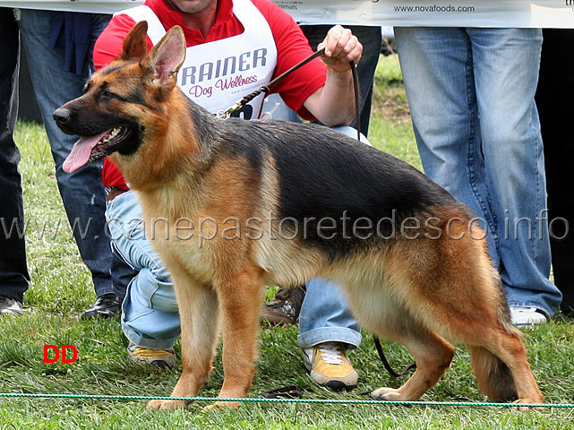 cora-di-casa-nobili-06.jpg - Cora di Casa Nobili 5 MB Giovanissime femmine