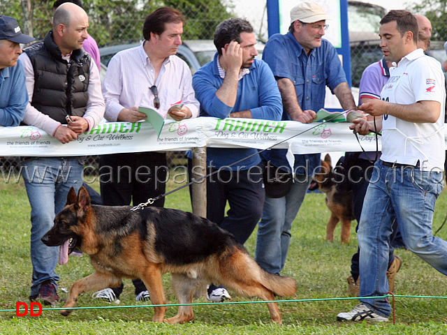 fanto-dell-alta-costa.jpg - Giovani maschi. Fanto dell'Alta Costa