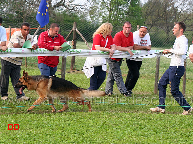 gimmy-degli-arvali.jpg - Giovani maschi Gimmy degli Arvali